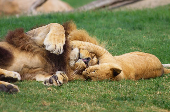 12 Days/11 Nights Kenya Safari from Mombasa to Tsavo East West – Amboseli, Samburu, Sweetwaters, Nakuru, Masai Mara, Nairobi.